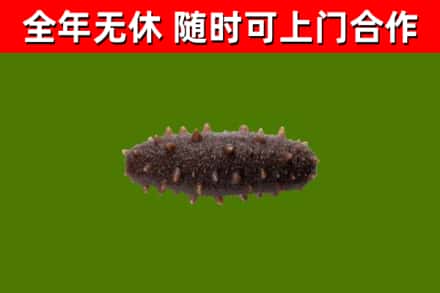 惠州回收海参干
